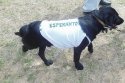 Miniatura esperantský pes Vasil
